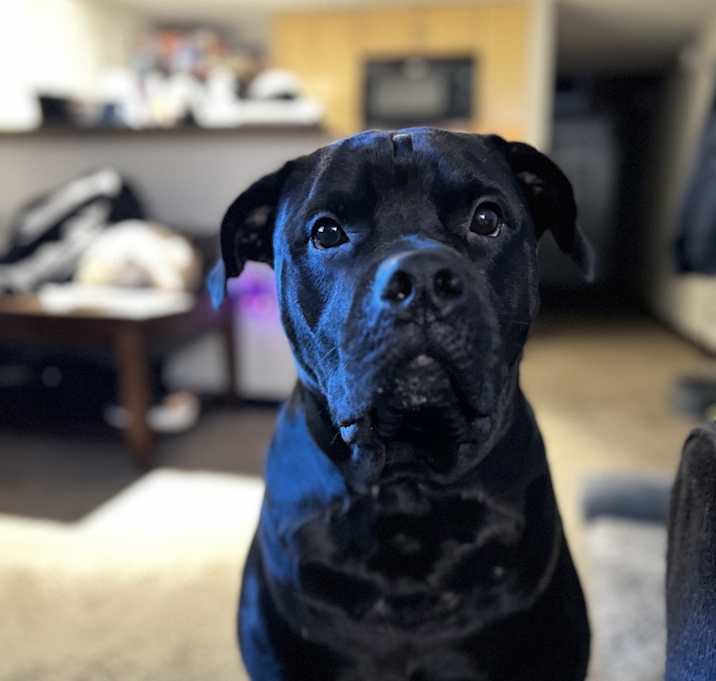 Photo of Ranger