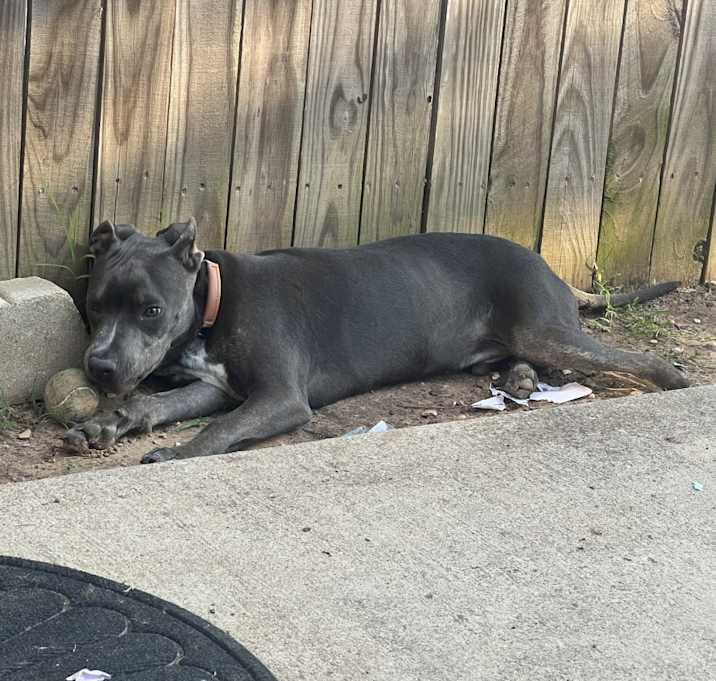Photo of Bubba