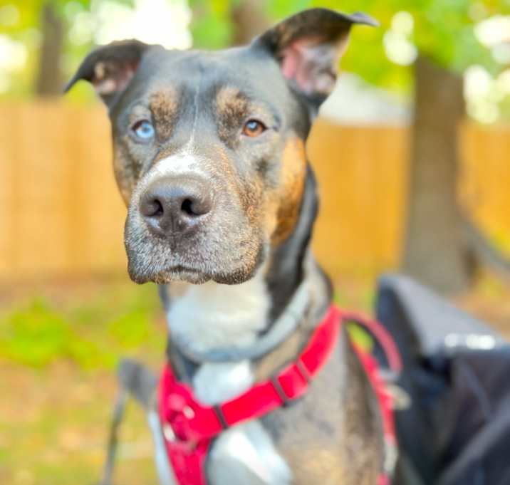 Photo of Rambo
