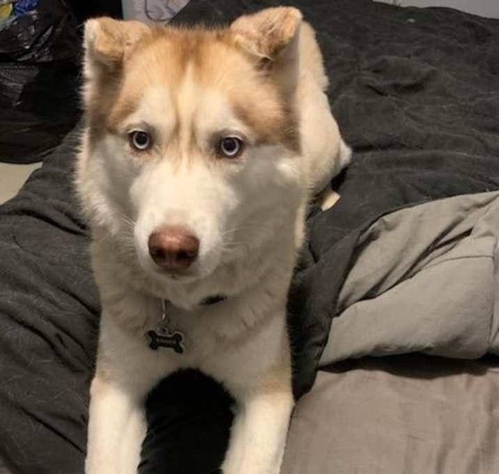 Photo of Ranger