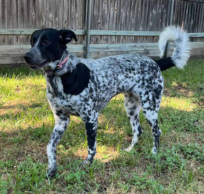 Photo of Bonnie
