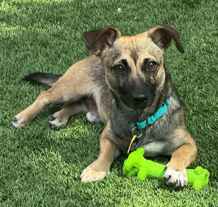 Photo of Mowgli