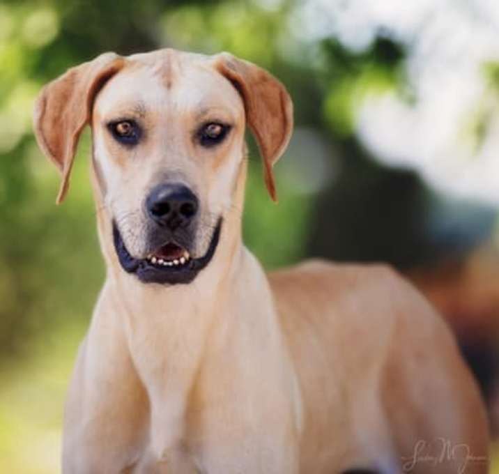 Photo of Sahara