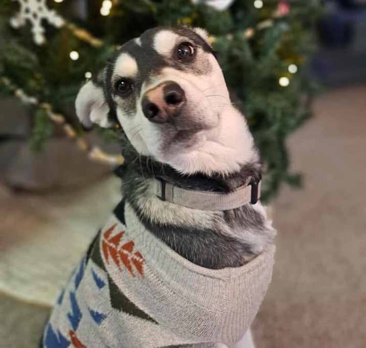 Photo of Loki