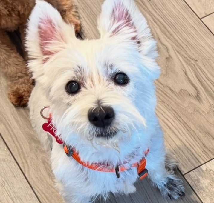 Photo of Fred the Westie (Female)