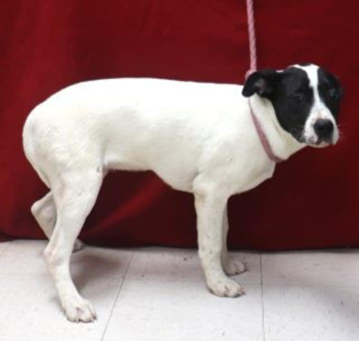 Photo of Piper