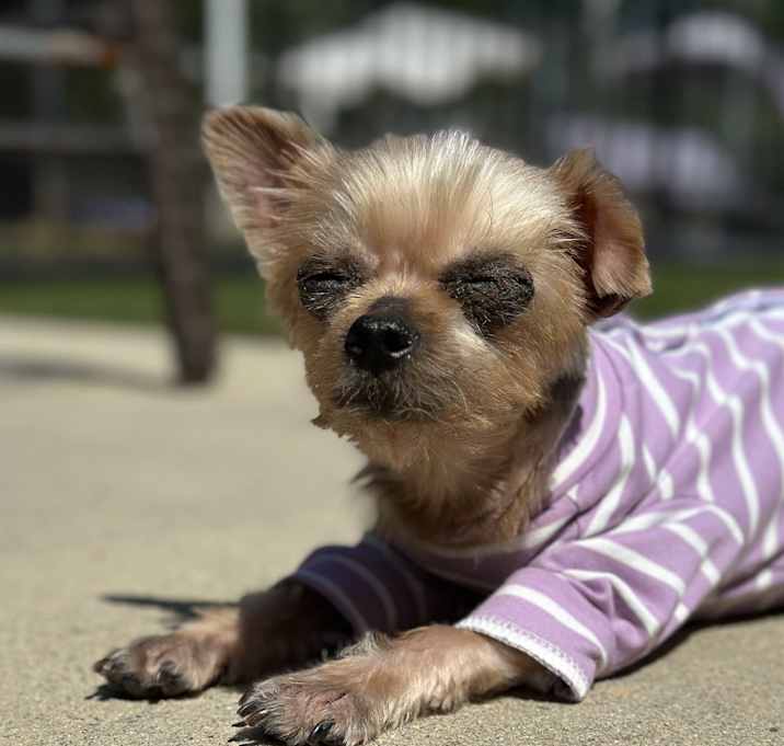 Photo of Harley