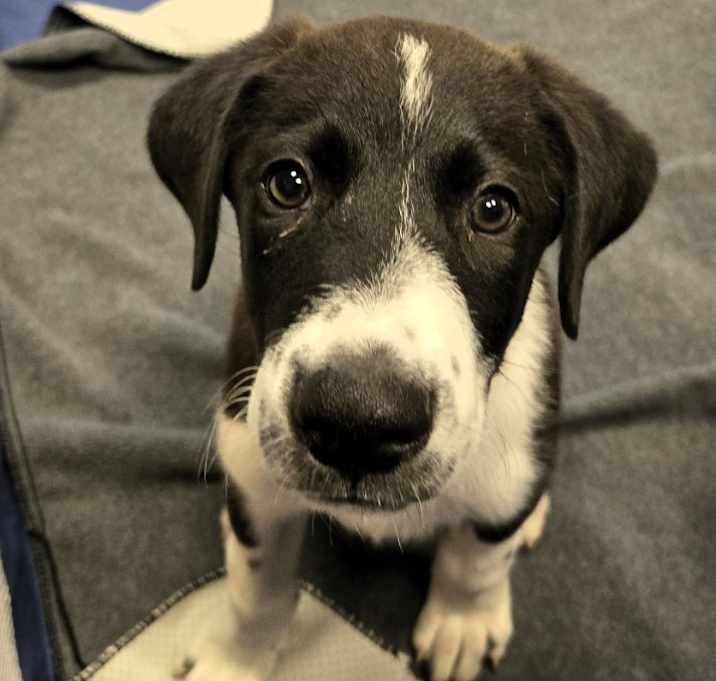Photo of Fudge