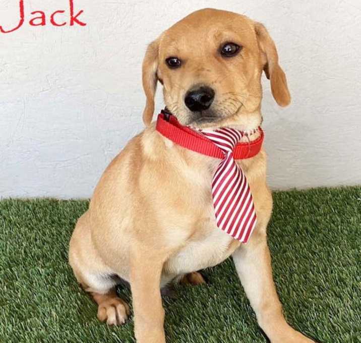 Photo of Jack