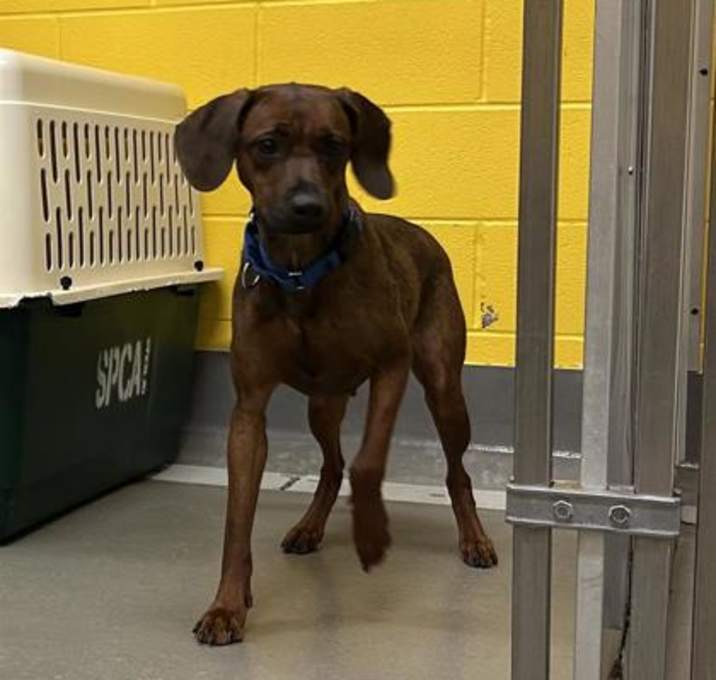 Photo of Roscoe