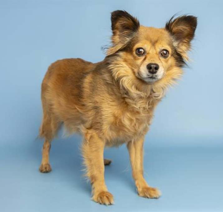 Photo of PAPRIKA