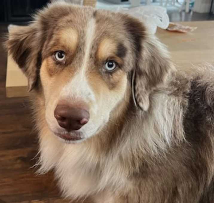 Photo of Cane