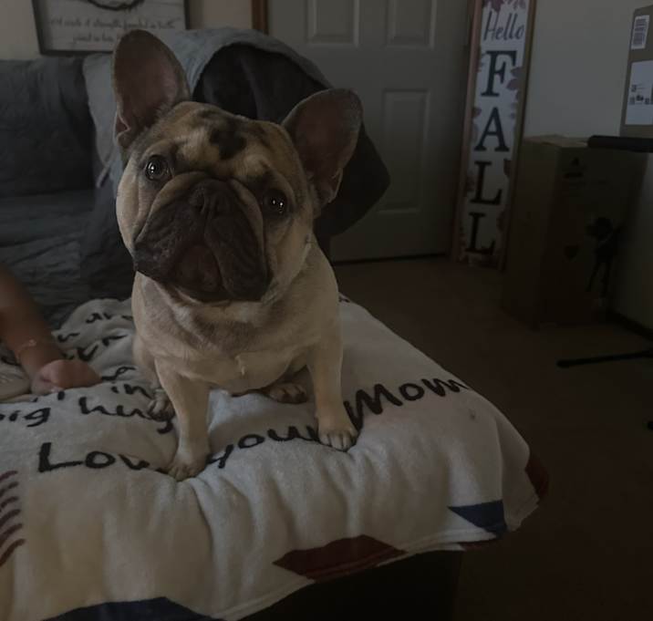 Photo of Marley