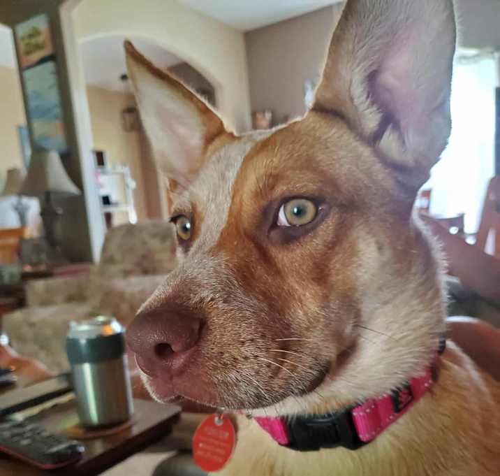 Photo of Ruby Red