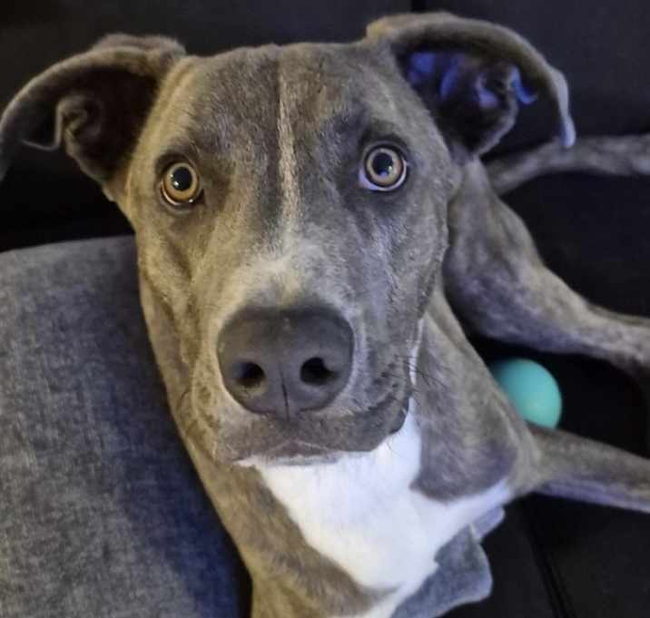 Photo of Shadow
