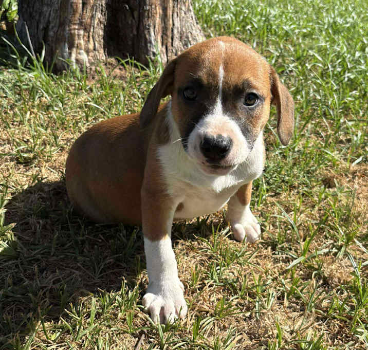 Photo of Maple