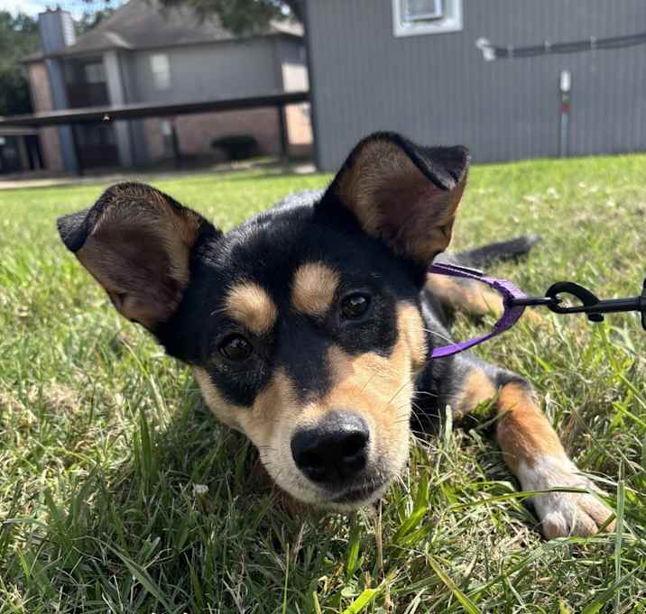 Photo of Scout