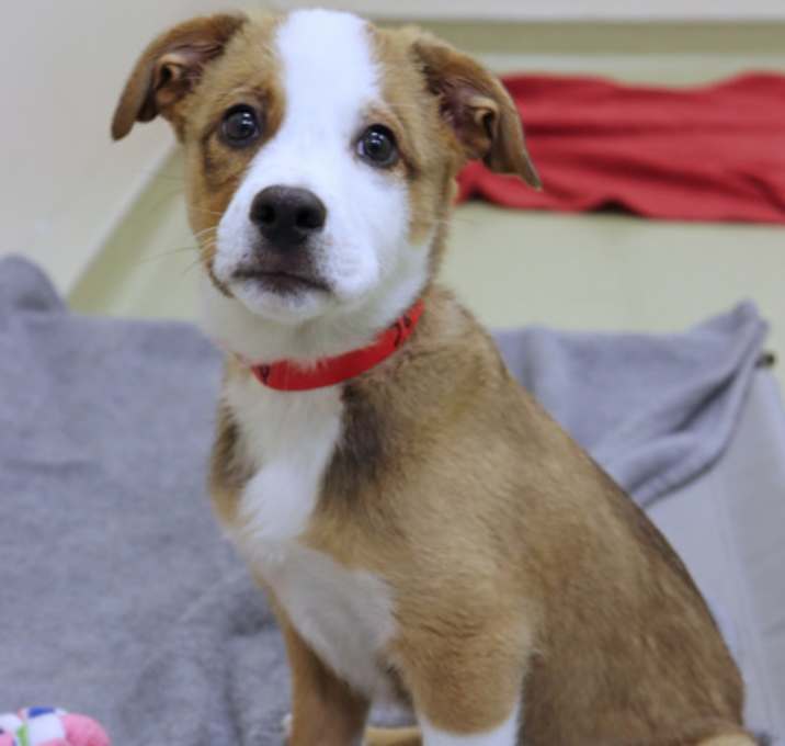 Photo of Pip