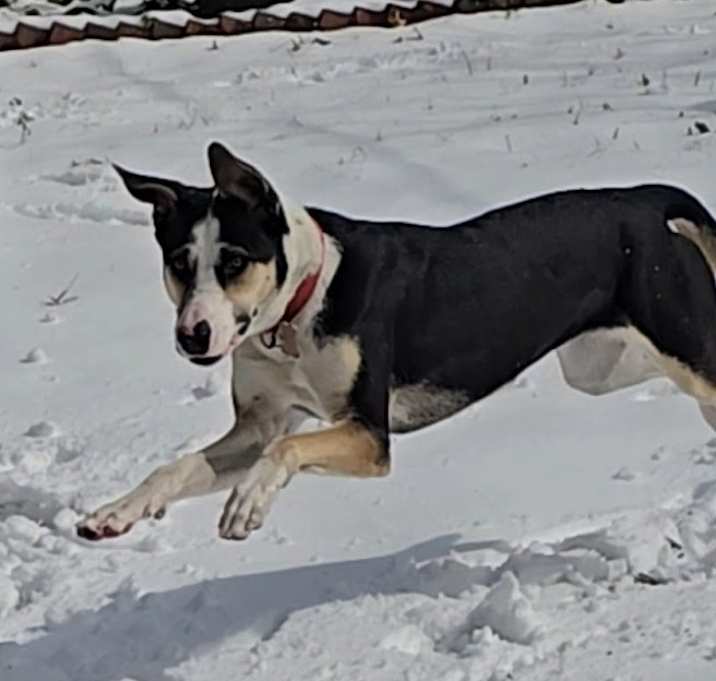 Photo of Lilly