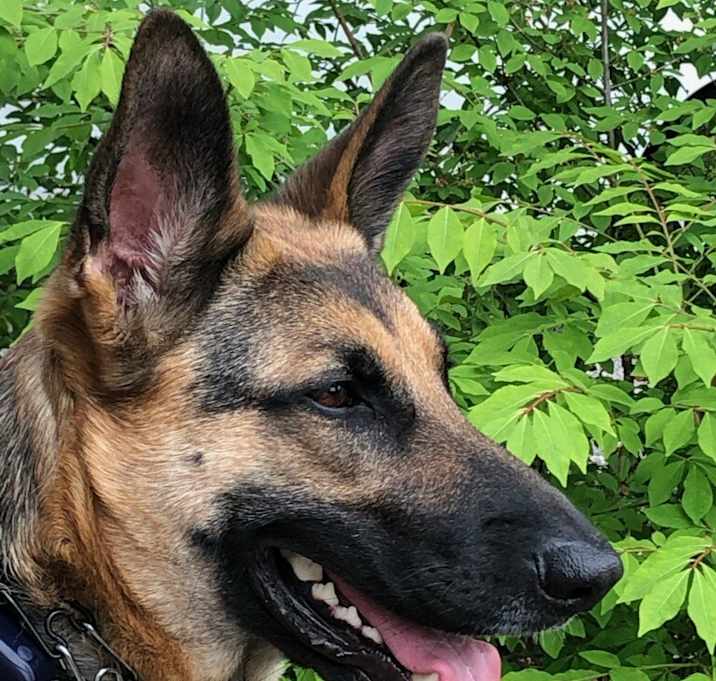 Photo of Bailey