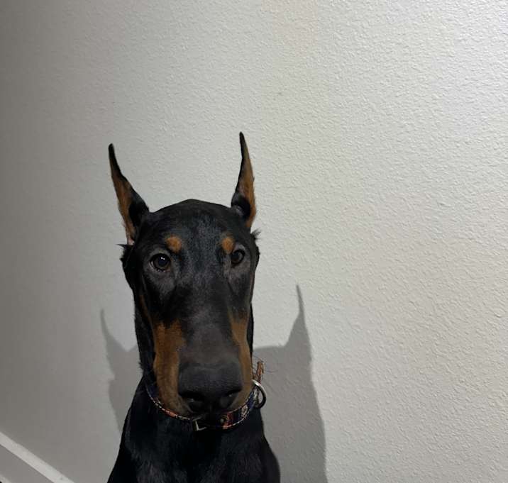 Photo of Valentino