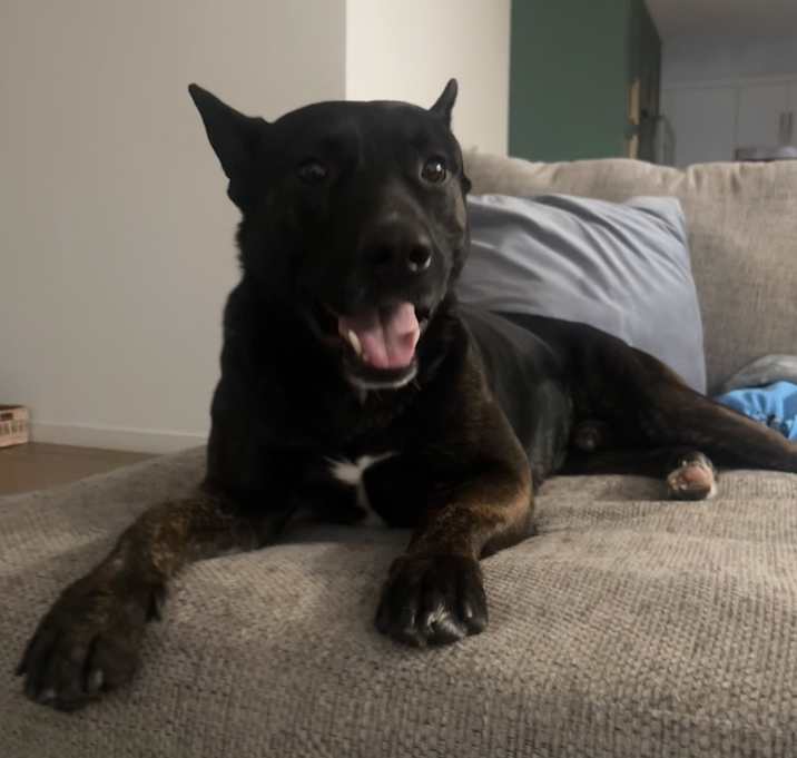 Photo of Dexter