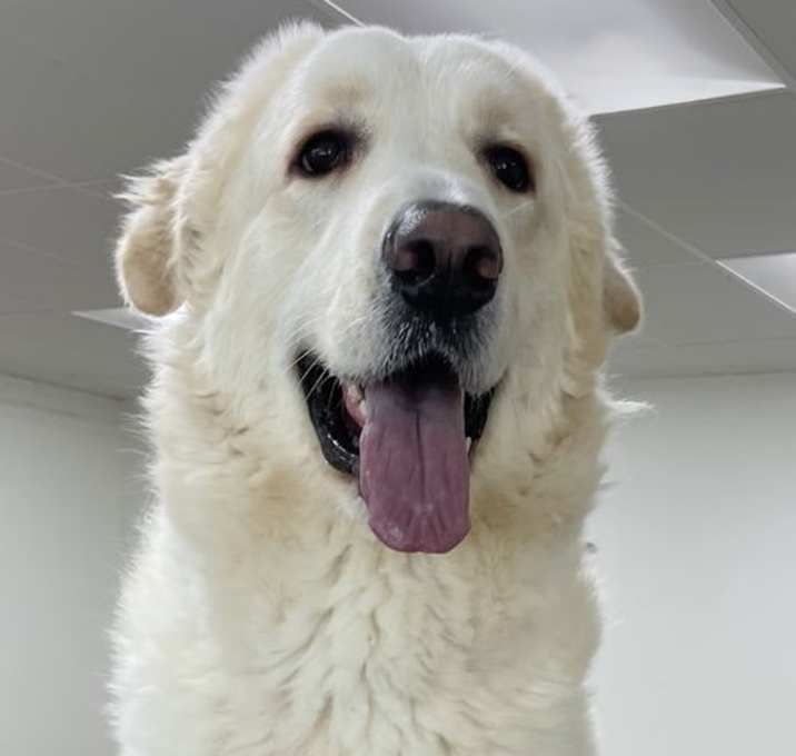 Photo of Brody
