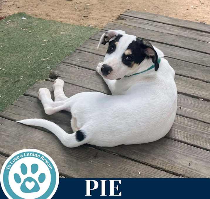 Photo of Pie (Finlee's Favorites) 062825