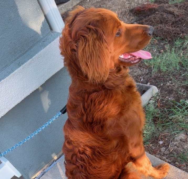 Photo of Brownie