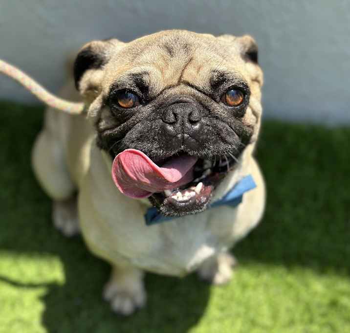 Photo of PEPPERONI