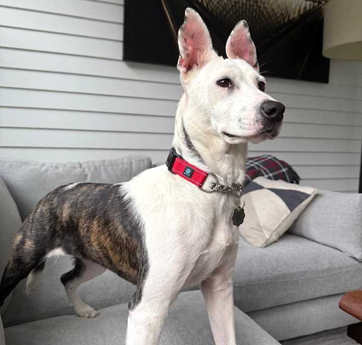 Photo of Pepper