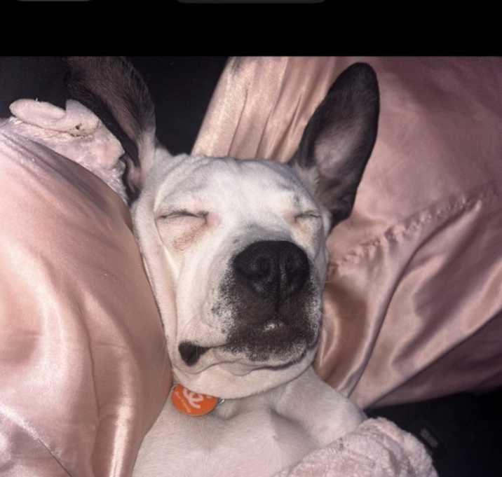 Photo of Bubba