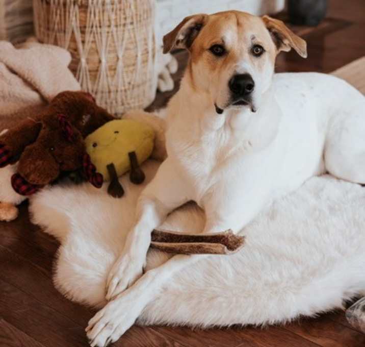 Photo of Oso