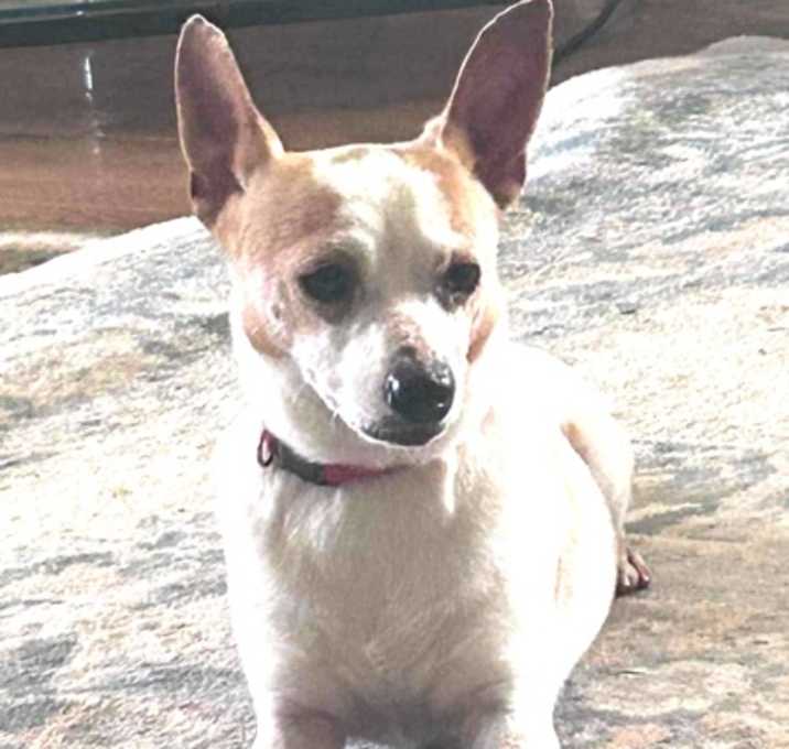 Photo of Chico