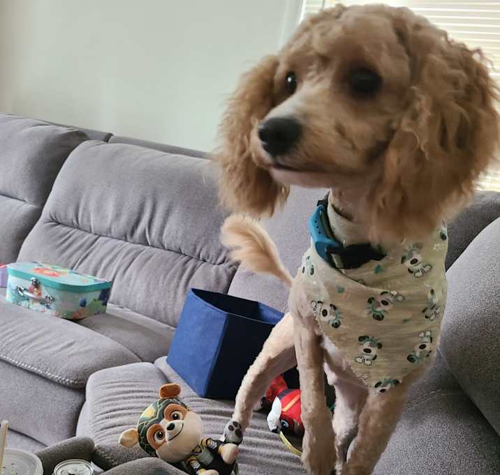 Photo of Moe