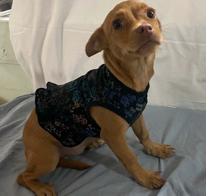 Photo of Queso 