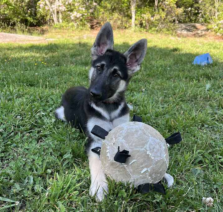 Photo of Xena