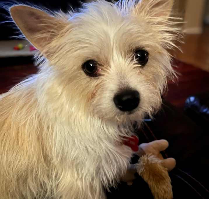 Photo of Peanut