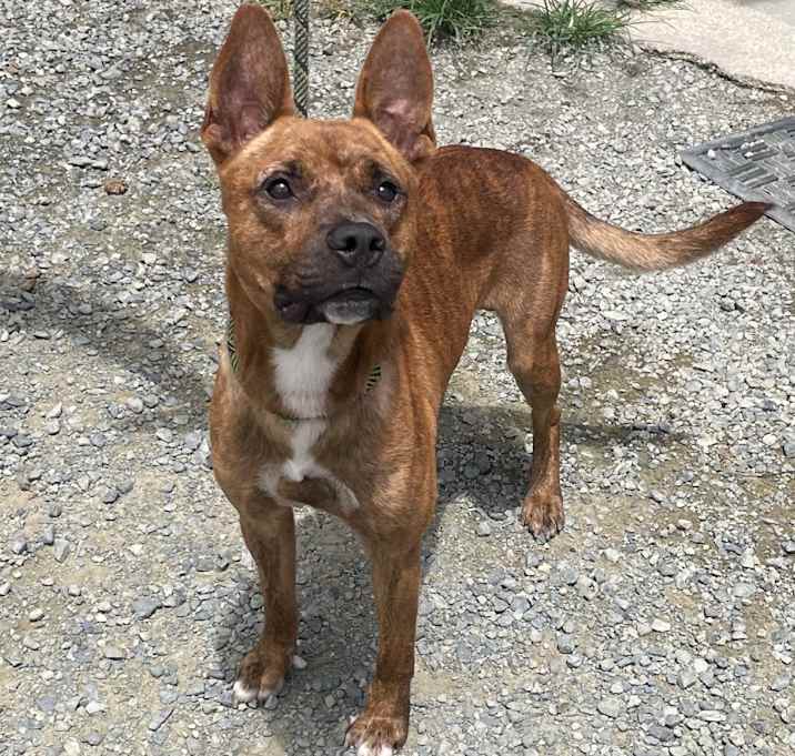 Photo of Wendell The Brindle 