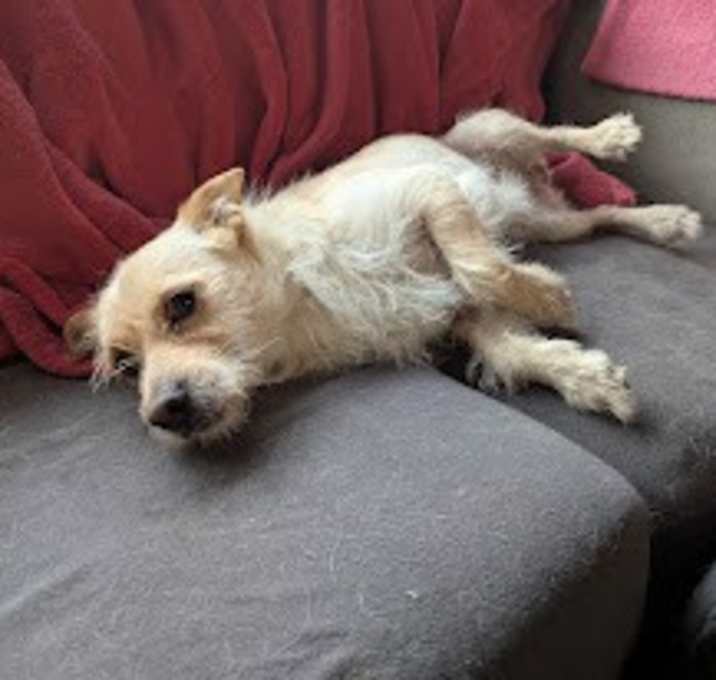 Photo of Cooper
