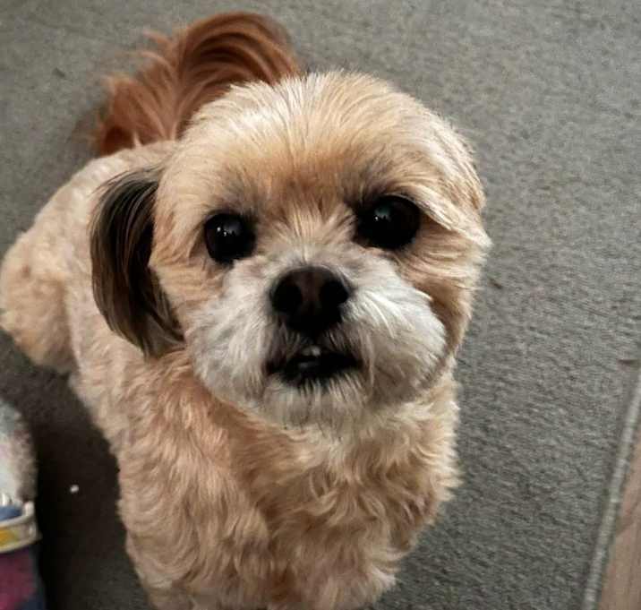 Photo of Oliver
