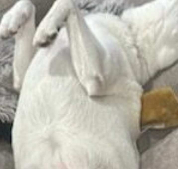 Photo of Rudie Joe