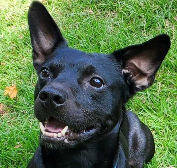 Photo of Shorty *FOSTER NEEDED TOO!