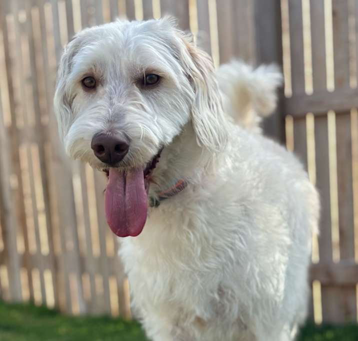 Photo of Chef Sampson