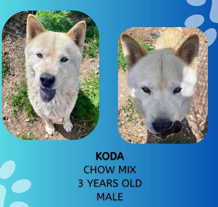 Photo of Koda