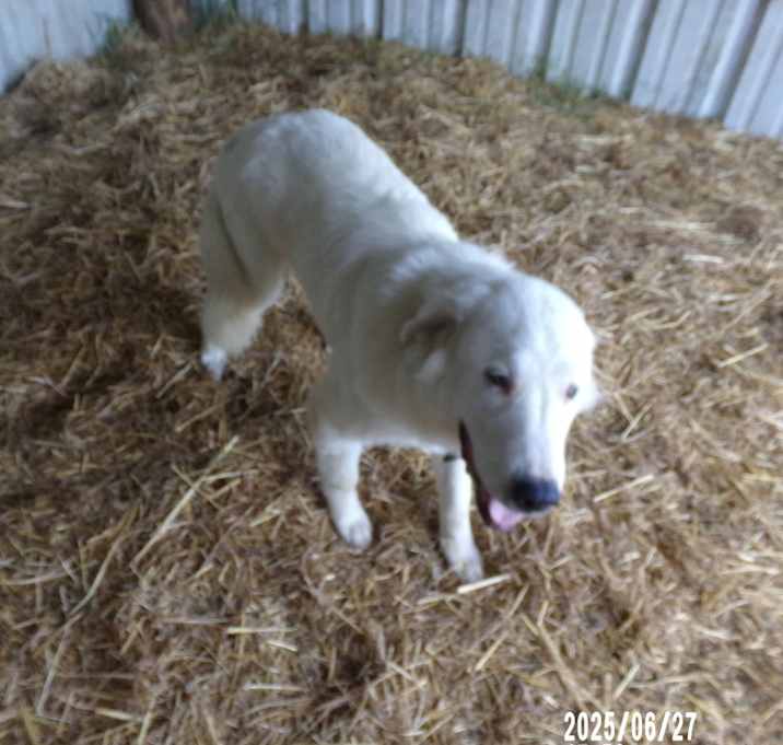 Photo of Rosco