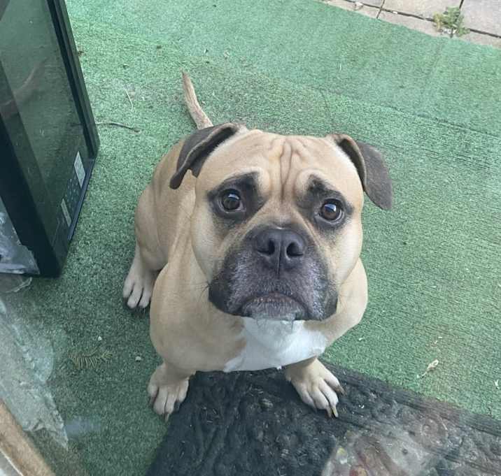 Photo of Booley