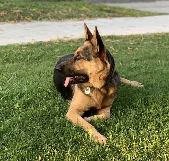 Photo of Akela
