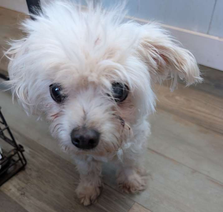 Photo of Juliett