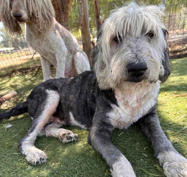 Photo of Zulu